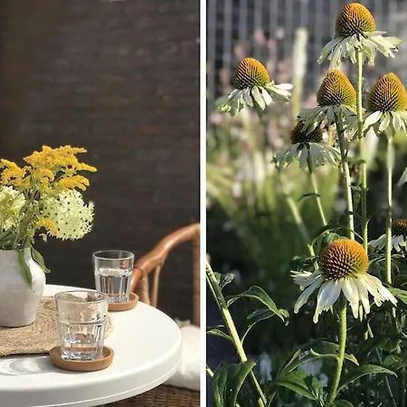 Solaris Egmond aan den Hoef